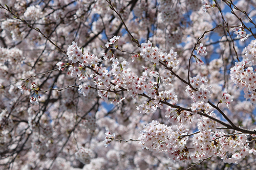 春到来!!桜満開!!プリウス50系も春うららで燃費アップ!!