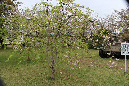 2018年4月7日陸上自衛隊土浦駐屯地「観桜会（お花見)」・その１