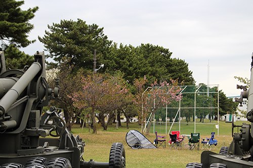 陸上自衛隊土浦駐屯地・武器学校の開花した遅咲きの桜が少し残っていました。