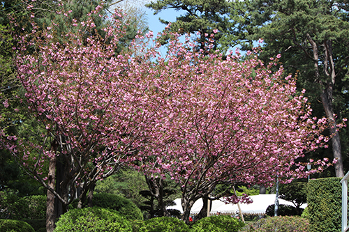 第1空挺団創立60周年・習志野駐屯地創設67周年記念行事で八重桜が満開