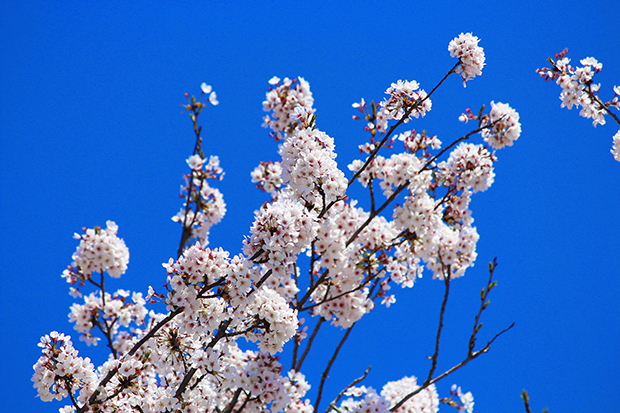 2018年3月30日満開の桜