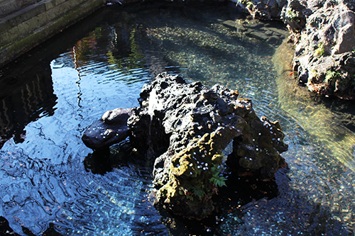 成田山新勝寺の参拝前の石段途中の池・左側