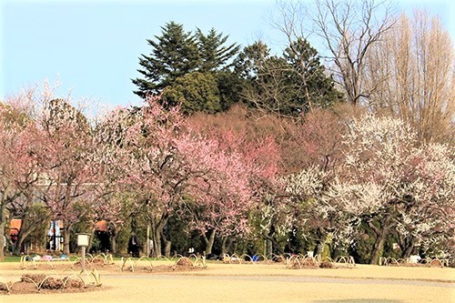 偕楽園・梅まつりで満開の梅の花１