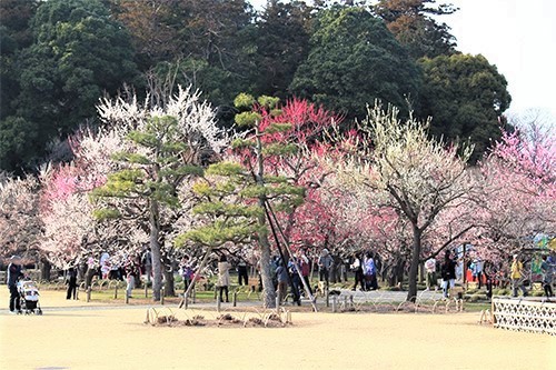 偕楽園・梅まつりで満開の梅の花２