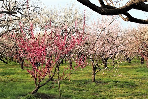 偕楽園・梅まつりで満開の紅梅「大盃(おおさかずき)」の花