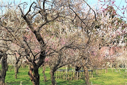 偕楽園・梅まつりで満開の梅の花４