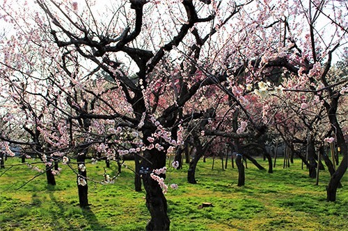 偕楽園・梅まつりで満開のピンク色の梅の花７
