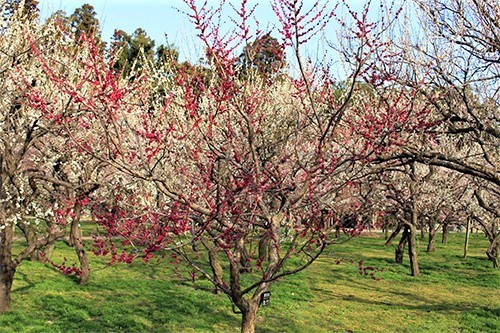 偕楽園・梅まつりで満開の鹿児島紅の花