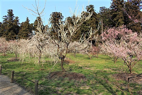 偕楽園・梅まつりで満開の梅の花