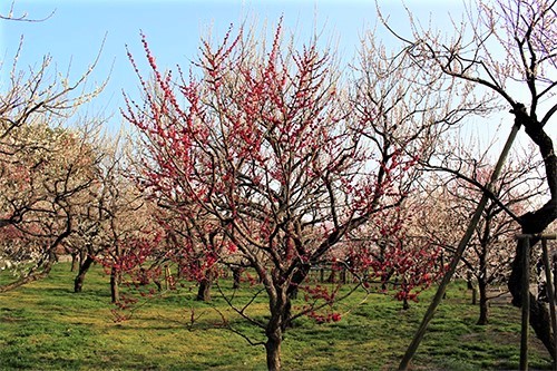 偕楽園・梅まつりで満開の鹿児島紅の花