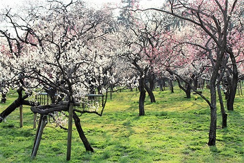 偕楽園・梅まつりで満開の純白の梅の花