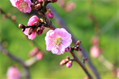 水戸偕楽園で開花したピンクの梅の花びら