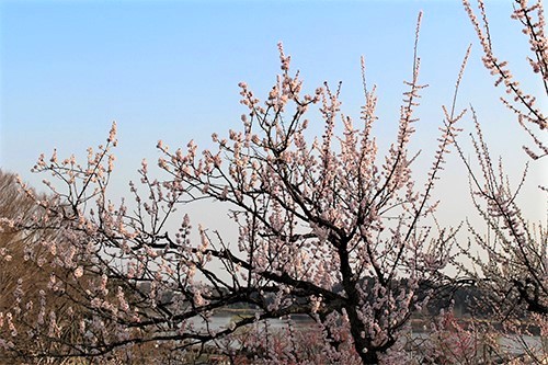 千波湖と淡いピンク色の梅の花