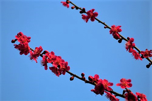 水戸偕楽園で開花した紅梅の花びら