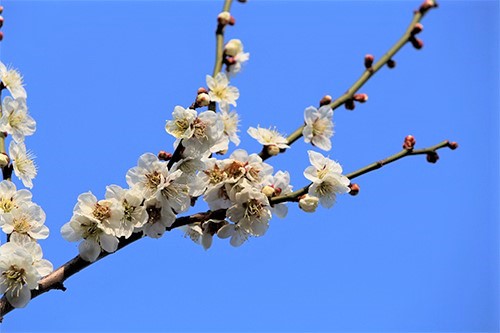 水戸偕楽園で開花した白梅の花びら