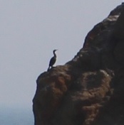 鵜の岬の肩部分に羽を休めている鵜が一羽